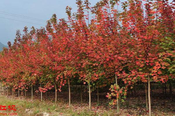 2017年美國(guó)紅楓價(jià)