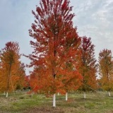 銀紅槭價格銀紅槭基地銀紅槭圖片銀紅槭產(chǎn)地