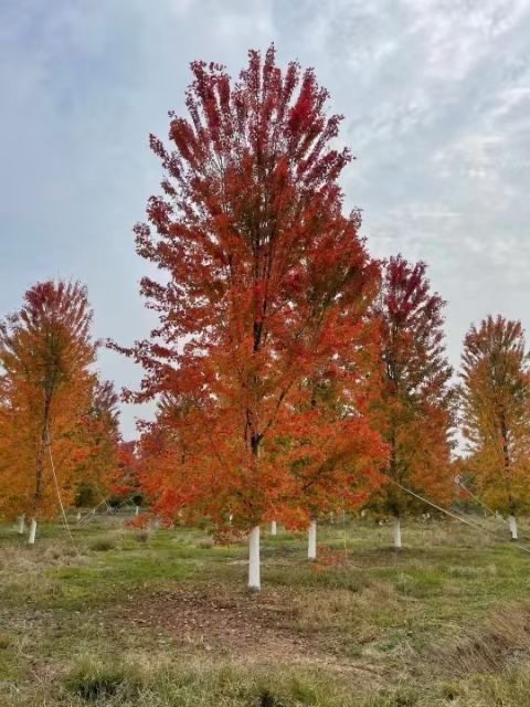 銀紅槭