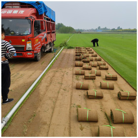 剪股穎草坪價(jià)格  足球場草坪批發(fā) 潤景草坪基地供應(yīng)