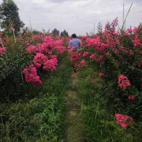 紫微小苗基地 紫微工程绿化树批发 紫微价格