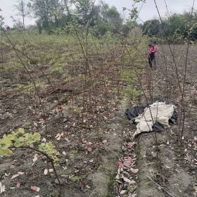 贵州紫微条子出售 紫微花瓶价格 紫微苗圃