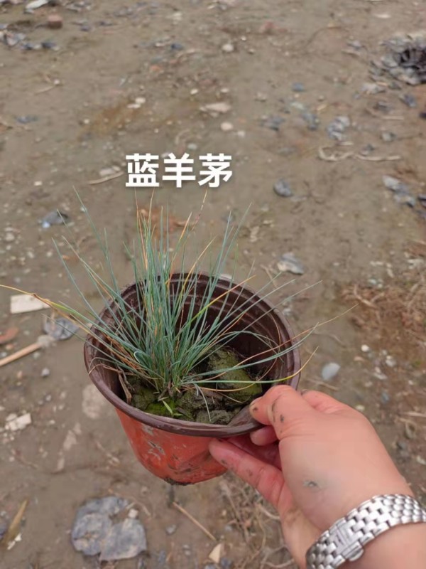 燈芯草 旱傘草