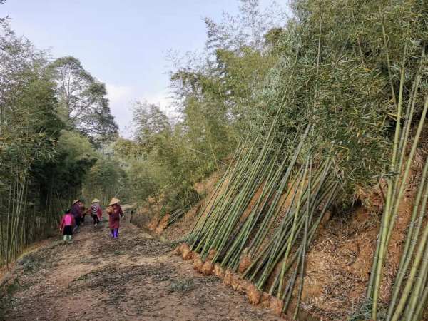 雷竹種植