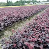 四川成都紅檵木小苗批發(fā)基地 紅花繼木杯苗地苗價格