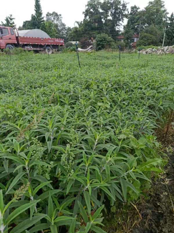 鼠尾草杯苗