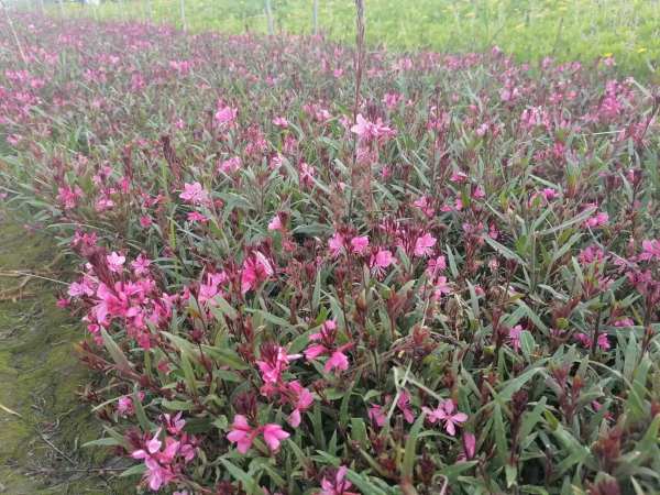 千鳥(niǎo)花 山桃草