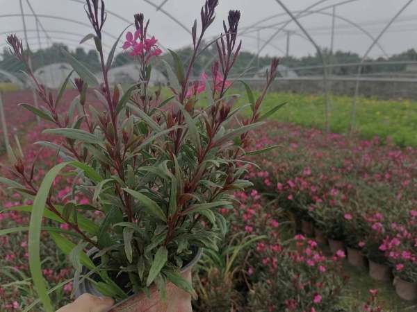 山桃草千鳥花