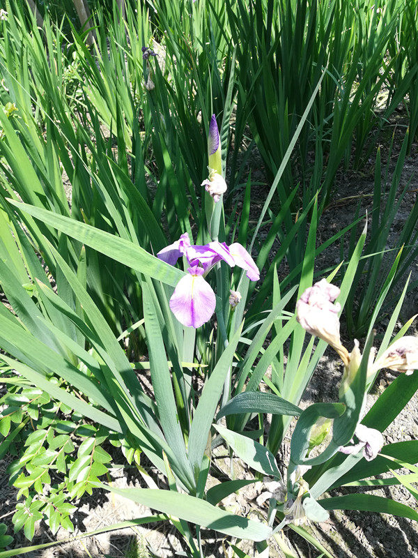 藍(lán)花鳶尾