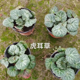 虎耳草價(jià)格虎耳草基地虎耳草產(chǎn)地虎耳草批發(fā)虎耳草杯苗