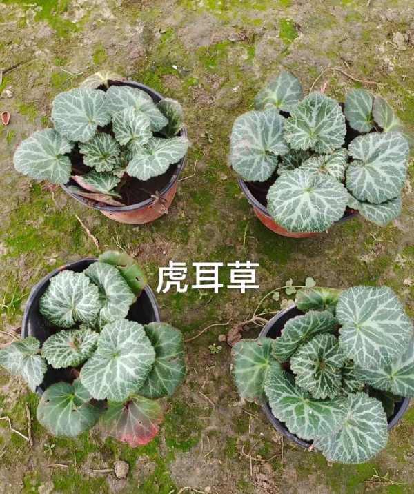 虎耳草