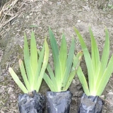 德國(guó)紫花鳶尾破發(fā)基地 鳶尾的杯苗 地苗 大量出售