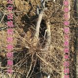 山西棗樹種植基地供應(yīng)//全冠棗樹 半冠棗樹 裸根占地棗樹