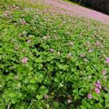 四川成都红花醡浆草的批发 醡浆草基地