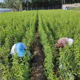 山東嫁接桃樹,蟠桃樹苗多少錢一根