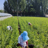 想買嫁接桃樹(shù),油蟠7桃樹(shù)苗多少錢一根