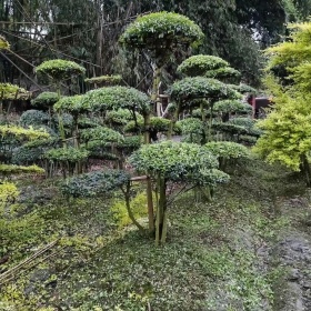 高2米小叶女贞盘子造型批发基地