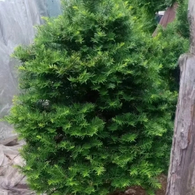 紅豆衫 東北紅豆衫 長(zhǎng)白山紅豆衫 赤板松 紫衫醇