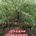 当年山桃苗// 粗度0.5公分起步 +高度1米山桃苗