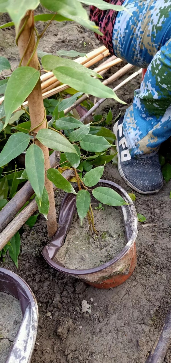 湖南油麻藤種植基