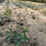 2022年酸枣苗价格走势 酸枣苗种植方法分享 丰田园艺酸枣苗