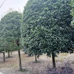 四川金桂批发基地 金桂花树形 桂花出售价格