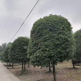 重庆桂花批发价格 桂花基地直销 八月桂工程苗