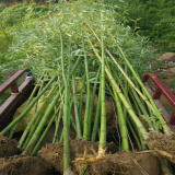 出售兩米竹子 2公分竹子 竹子種植基地