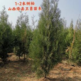 1米2米侧柏价格 1米2米定植侧柏冠幅不同价格不同