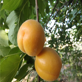 求购桃树苗,哪里卖桃树苗,批发基地