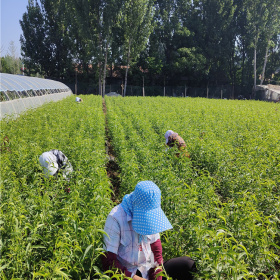 泰安桃苗新品种,秋彤桃树苗,批发基地