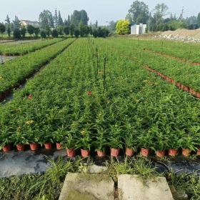 四川松果菊杯花批发基地 松果菊绿化苗价格