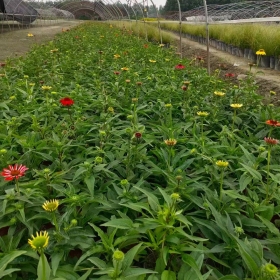 高40公分松果菊杯苗批发基地 松果菊价格