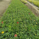 松果菊杯苗价格 30高松果菊批发 草花基地