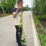 高1米爬山虎小苗價格 爬山虎杯苗基地