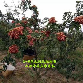 无刺花椒苗品种 无刺花椒苗种植结果早好采摘