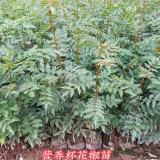 1年花椒苗有哪些規(guī)格？1年大紅袍花椒苗價格0.5元