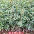 1年花椒苗有哪些规格？1年大红袍花椒苗价格0.5元