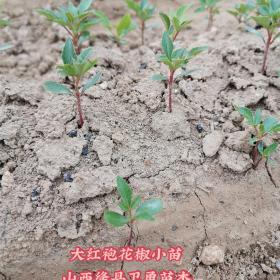 花椒苗+大红袍花椒苗+无刺嫁接花椒苗+花椒籽采购基地