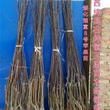 晚熟蘋(píng)果苗+矮化蘋(píng)果苗+紅富士蘋(píng)果苗+1公分蘋(píng)果苗