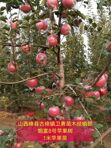 苹果树