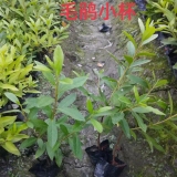 陜西毛鵑小苗批發(fā)基地 毛鵑工程綠化苗木