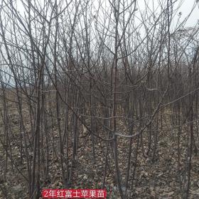 早熟苹果苗价格  鲁丽/美八/嘎啦苹果苗 1米苹果苗种植基地