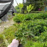 甘肃鸭脚木批发基地 鸭脚木工程苗子 鸭脚木价格