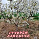 山西丹霞紅梨樹苗產(chǎn)地 1-2年丹霞紅梨樹苗大量供應(yīng)商