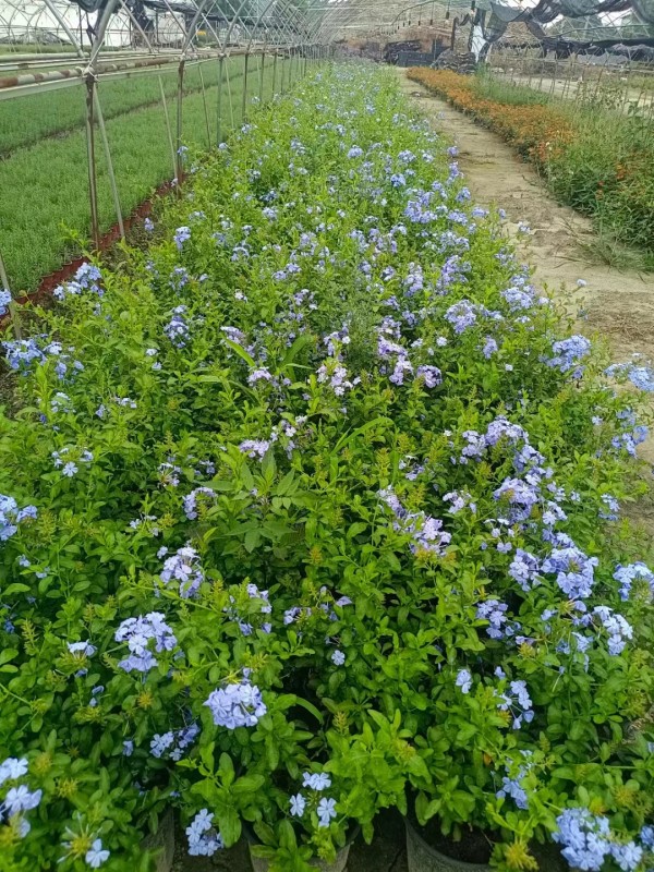 藍雪花