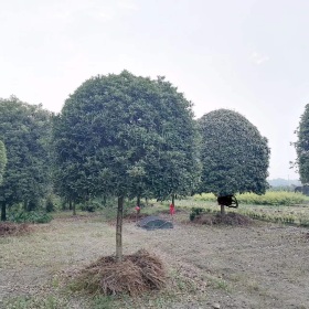 批发重庆桂花价格 10公分桂花基地 桂花树苗