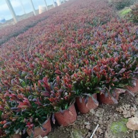 煙花山桃草千鳥花山桃草基地山桃草價格