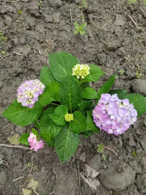 繡球花