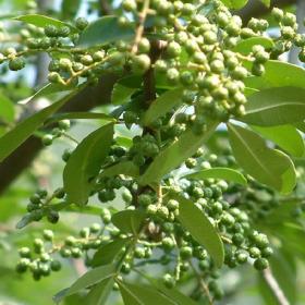 獅子頭花椒苗-1公分2公分大紅袍青花椒苗-華榮苗木